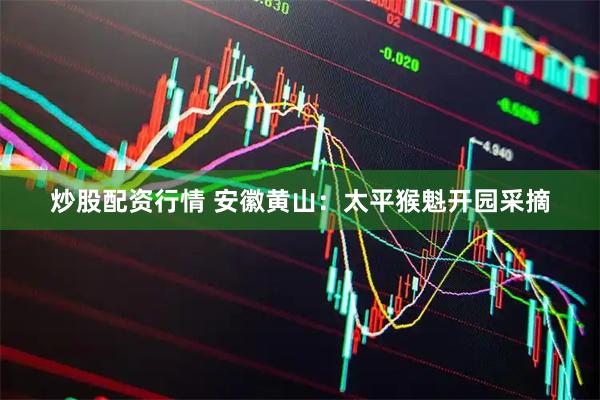 炒股配资行情 安徽黄山：太平猴魁开园采摘